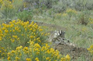 Badger with wildflowers.