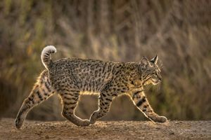 Side view of a bobcat walking during golden hour lighting.