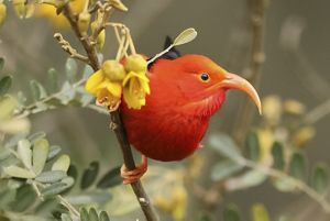 Scarlet honeycreeper perched on branch.