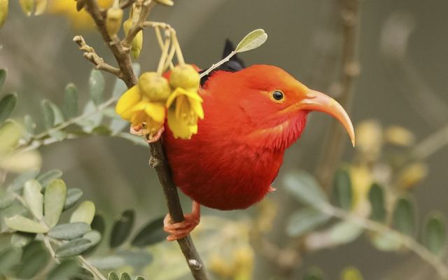 Scarlet honeycreeper perched on branch.