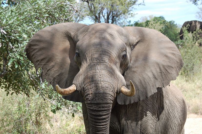 African elephant with ears spread out