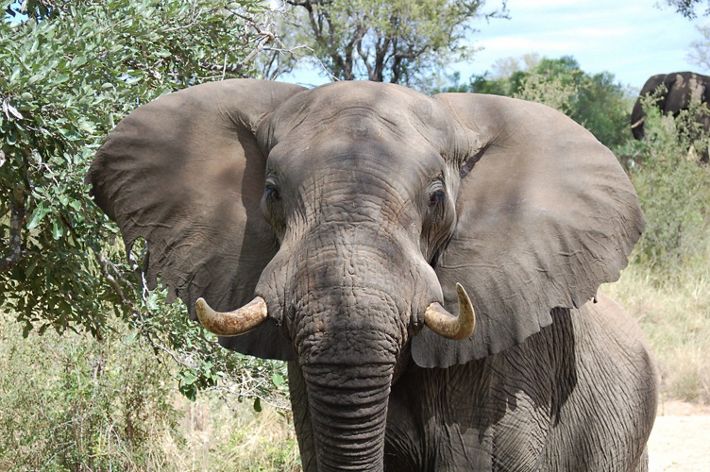 African elephant with ears spread out