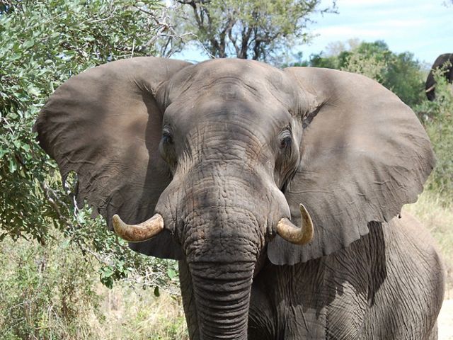 Elephant in South Africa.