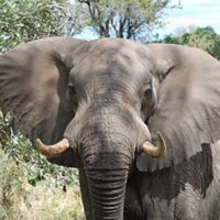 A mature bull elephant in South Africa looks at the camera.