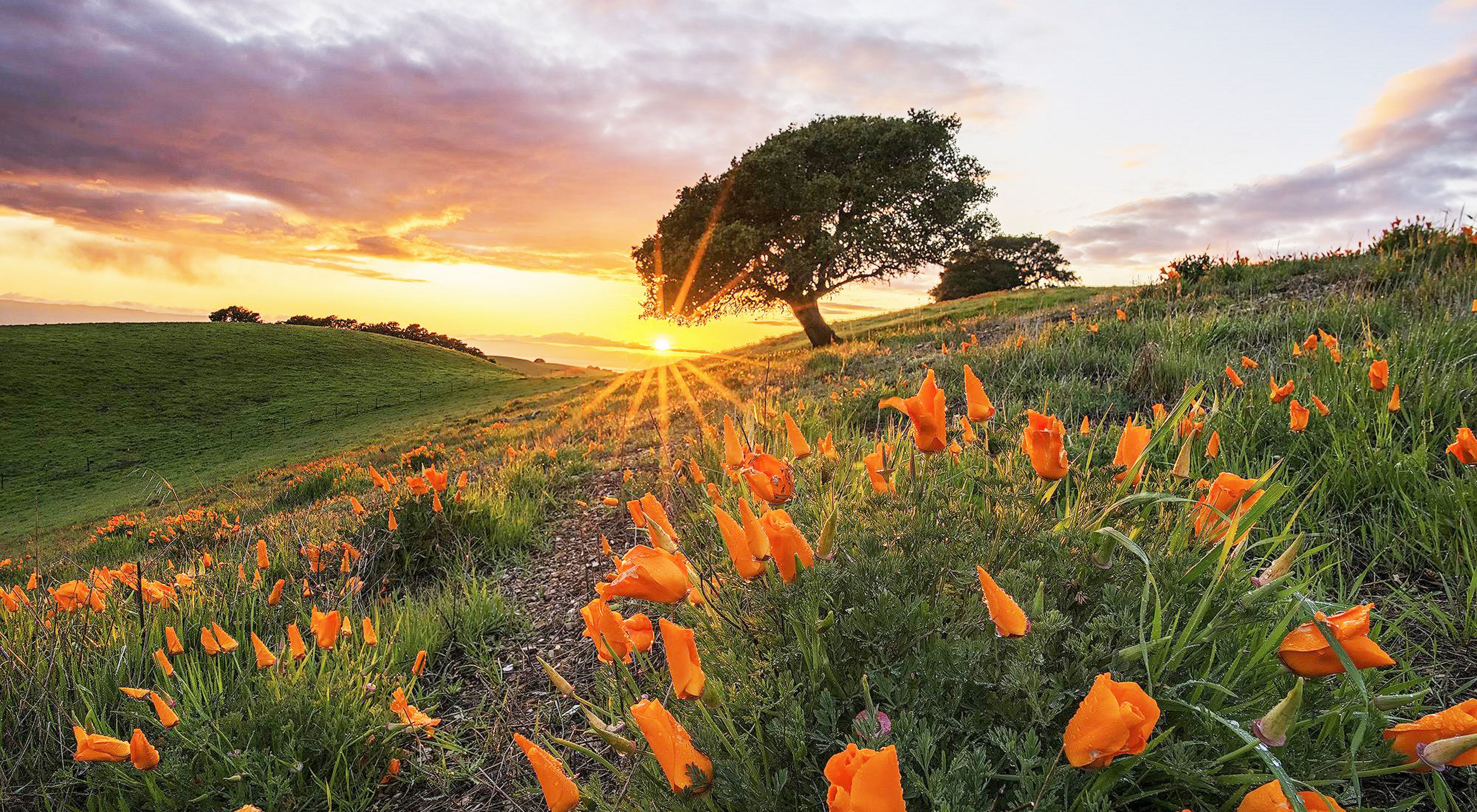 The sun shines just above grassy hills over a field of California poppies.