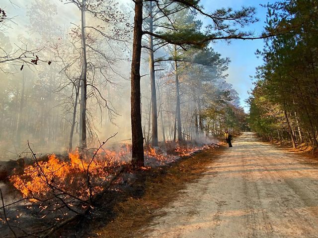 A person stands in the distance on a road. To their left, a small fire burns in some brush and trees.