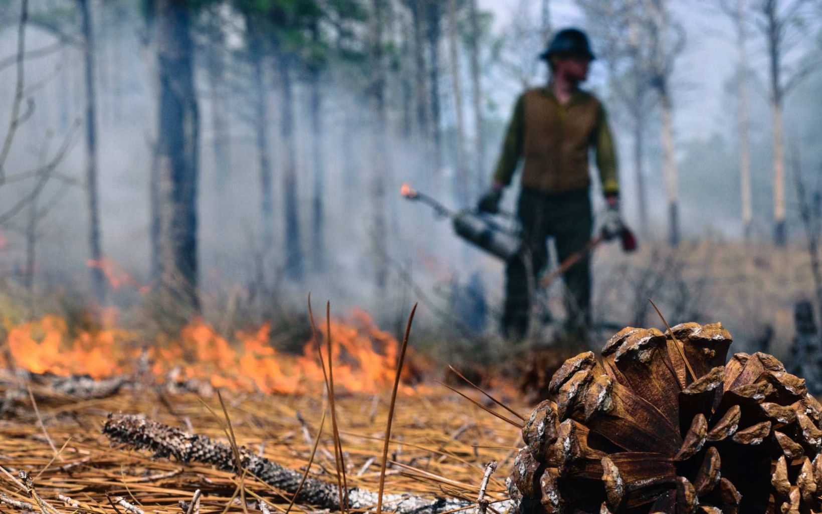 a firefighter stands with a drip torch in a forest