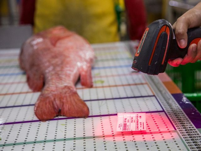 A worker scans a fish noting the length, weight and species before it is processed.