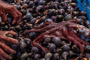 Two hands dig into a pile of dark-shelled snails. A reddish octopus sits on top of the snails.