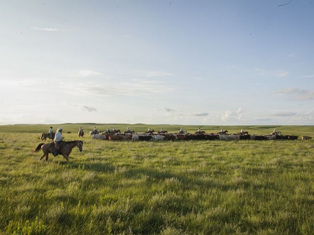 Ranchers on horseback round up cattle on a grassy prairie.