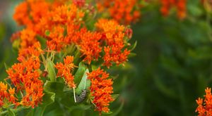 A monarch caterpillar is foraging through orange butterfly milkweed flowers.