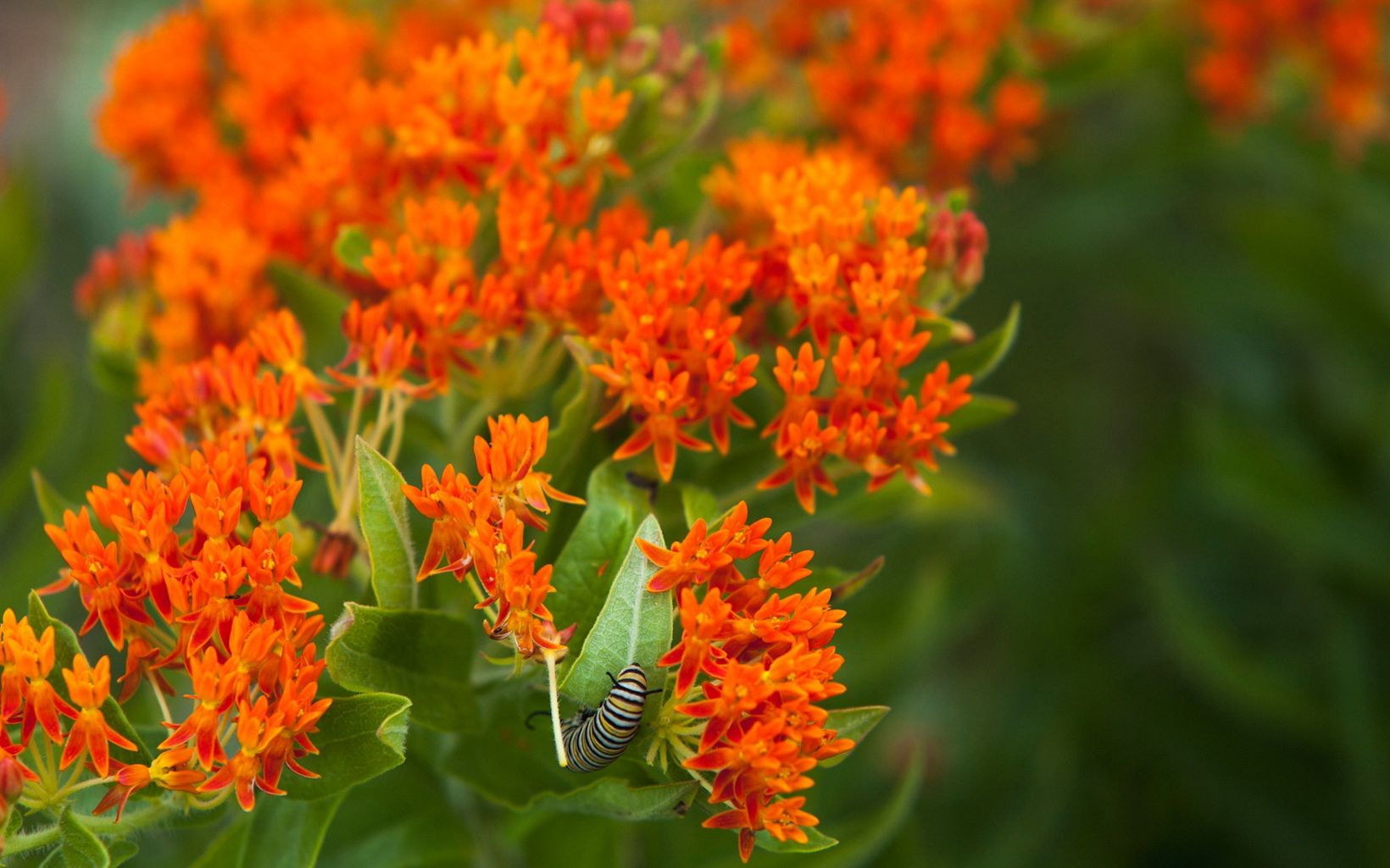 Flowers Milkweed plant at The Nature Conservancy's Tallgrass Prairie Preserve © Ryan Donnell