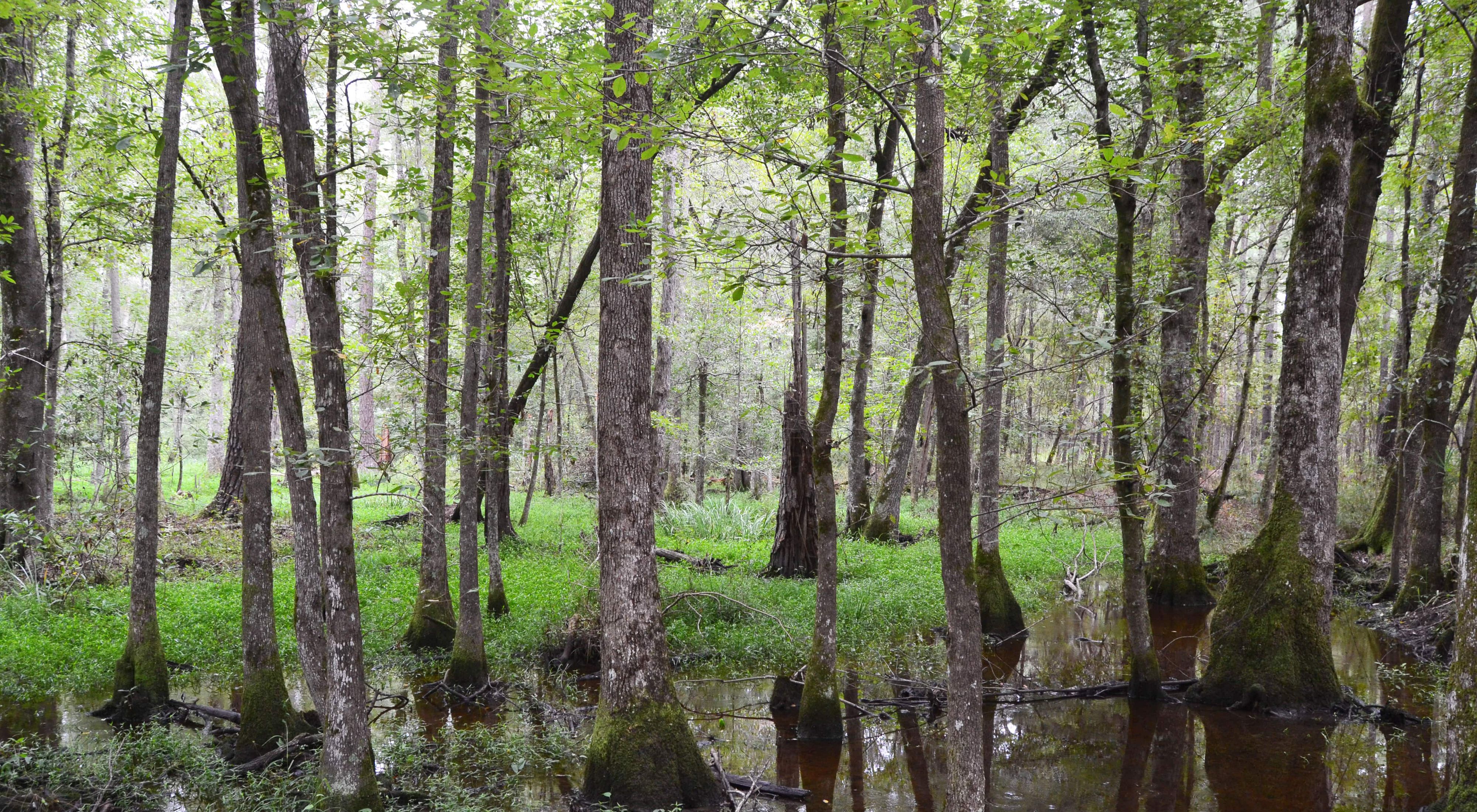 Tall trees emerge from a wet forest floor.