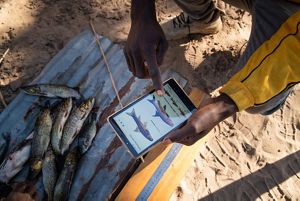Pescador muestra la captura y la documenta en un dispositivo móvil usado para monitoreo.