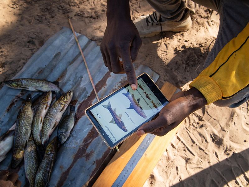 Pescador muestra la captura y la documenta en un dispositivo móvil usado para monitoreo.