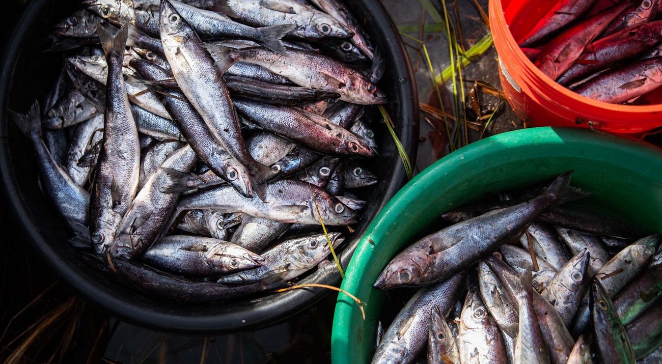 Buckets of fish.