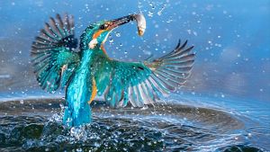 Um martim-pescador em voo, capturando um pequeno peixe com seu bico ao sair da água, com respingos de gotas de água visíveis.