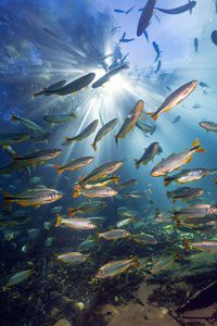 Medium size fish swim in blue water.