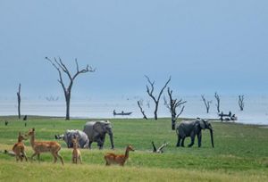 Elephants and deer walk through a grassy area that borders a body of water.