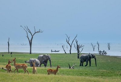 Elephants and deer walk through a grassy area that borders a body of water.