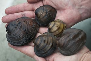 Five freshwater mussels of varying size