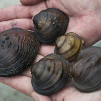 A variety of mussels recovered by field researchers with the Minnesota Division of Natural Resources (DNR).