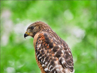 A red shouldered hawk on a tree branch.