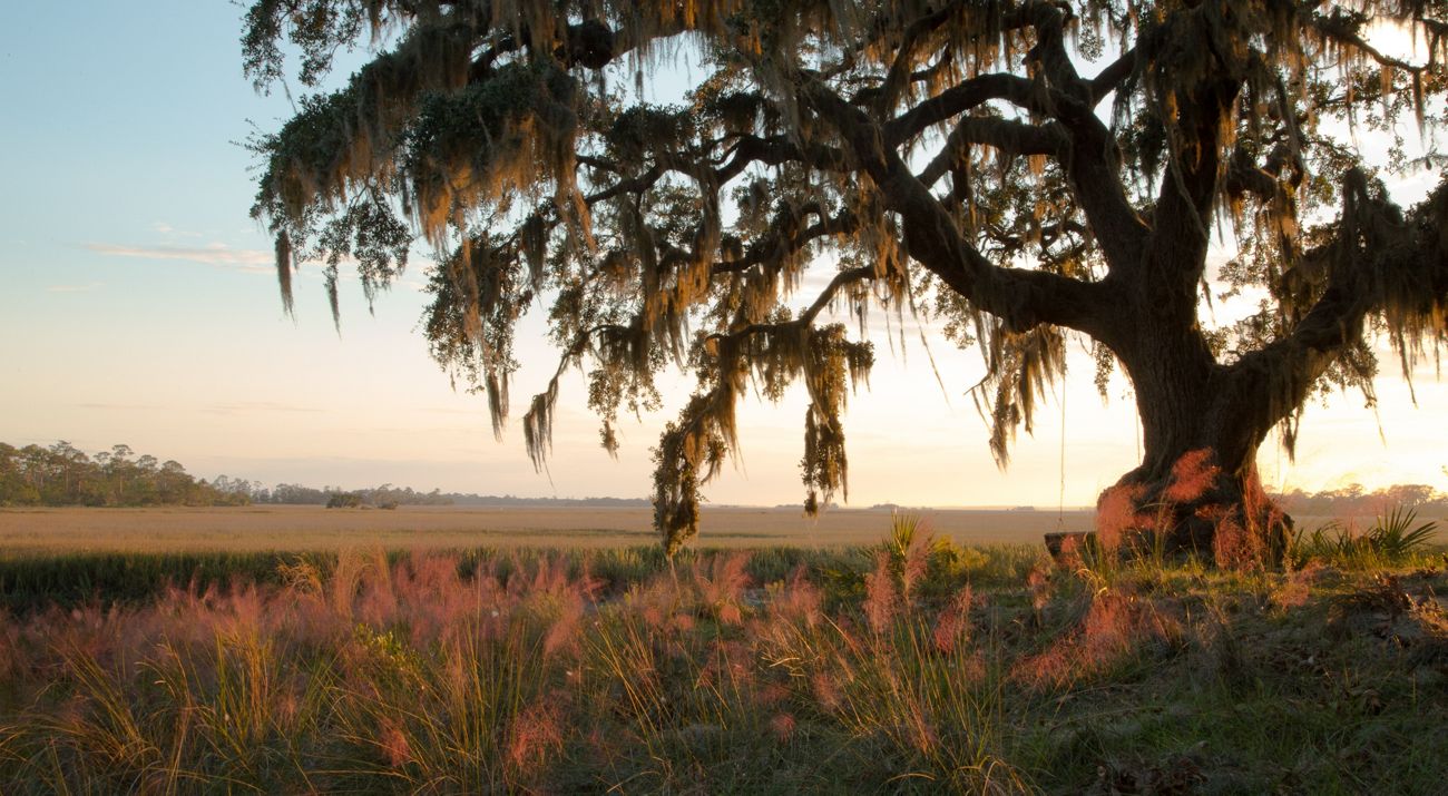 An old oak tree at Little St. Simon Island off the coast of Georgia.