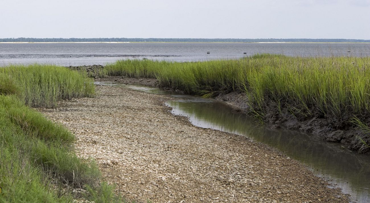 A coastal salt marsh with a stream running through it.