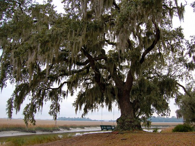 An oak tree next to a salt marsh with a stream running next to it.