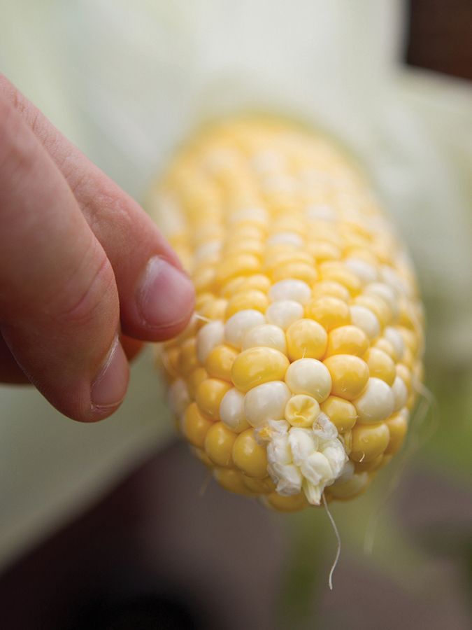 A hand holds an ear of corn