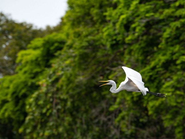An egret flying against a background of green trees.