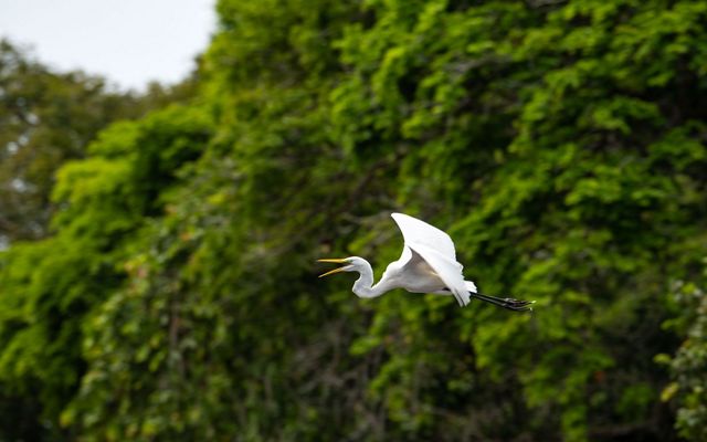 An egret flies over the Ogooué River, Gabon.