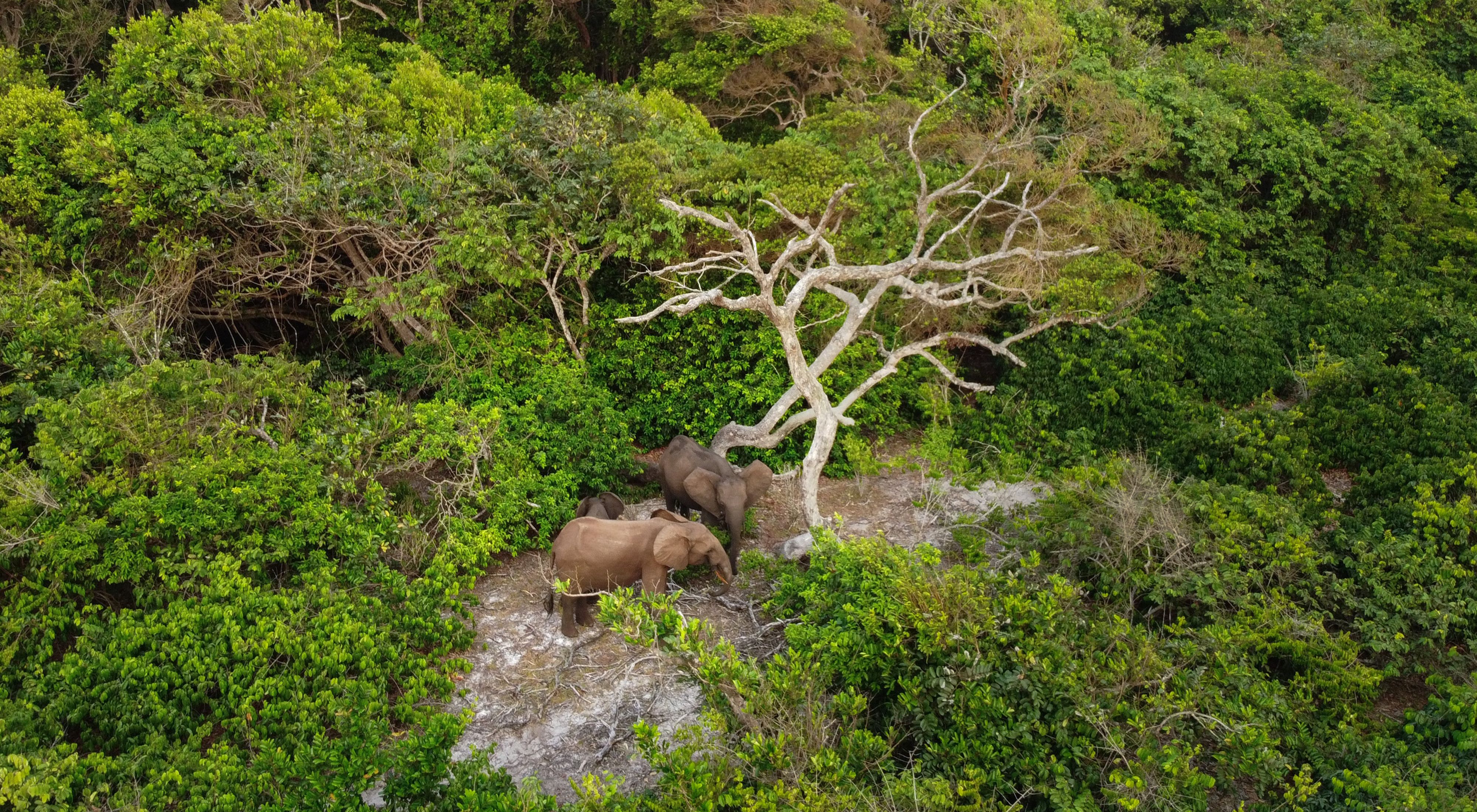 Aerial photo of three elephants in the Gabon forest.