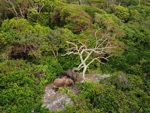 Aerial photo looking down at three elephants in the Gabon forest.