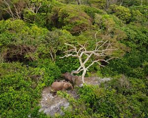 Aerial photo looking down at three elephants in the Gabon forest.