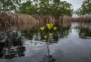 A mangrove in the coastal lagoon of Loango National Park, Gabon. © Roshni Lodhia