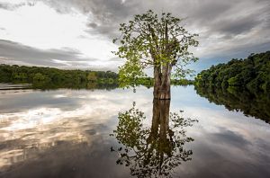 large tree reflected in a lake.