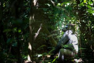 gorilla sitting in a sunbeam