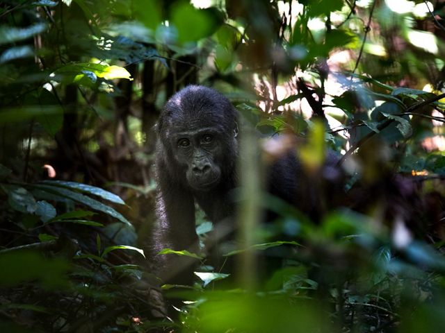 Sighting low-land Gorillas at YATONGA research Camp. Kamaya is the silverback, 27 years old. 16 members in total. Using pygmies to track the gorillas. We must wear masks since the gorillas are susceptible to respiratory diseases from humans.