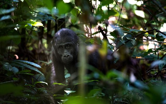 Sighting low-land Gorillas at YATONGA research Camp. Kamaya is the silverback, 27 years old. 16 members in total. Using pygmies to track the gorillas. We must wear masks since the gorillas are susceptible to respiratory diseases from humans.