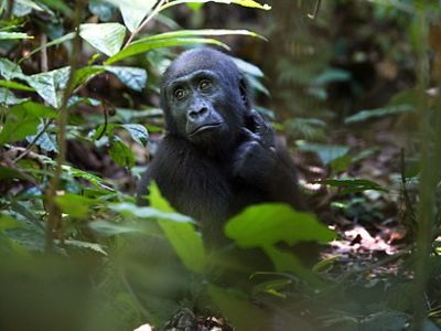 A gorilla in the forest.