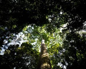 View of overstory from below
