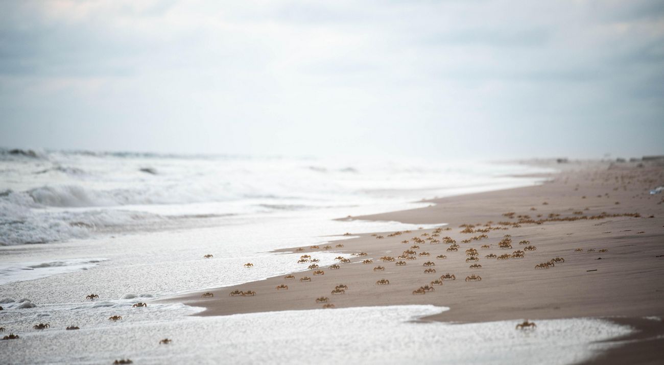 shoreline in Gabon