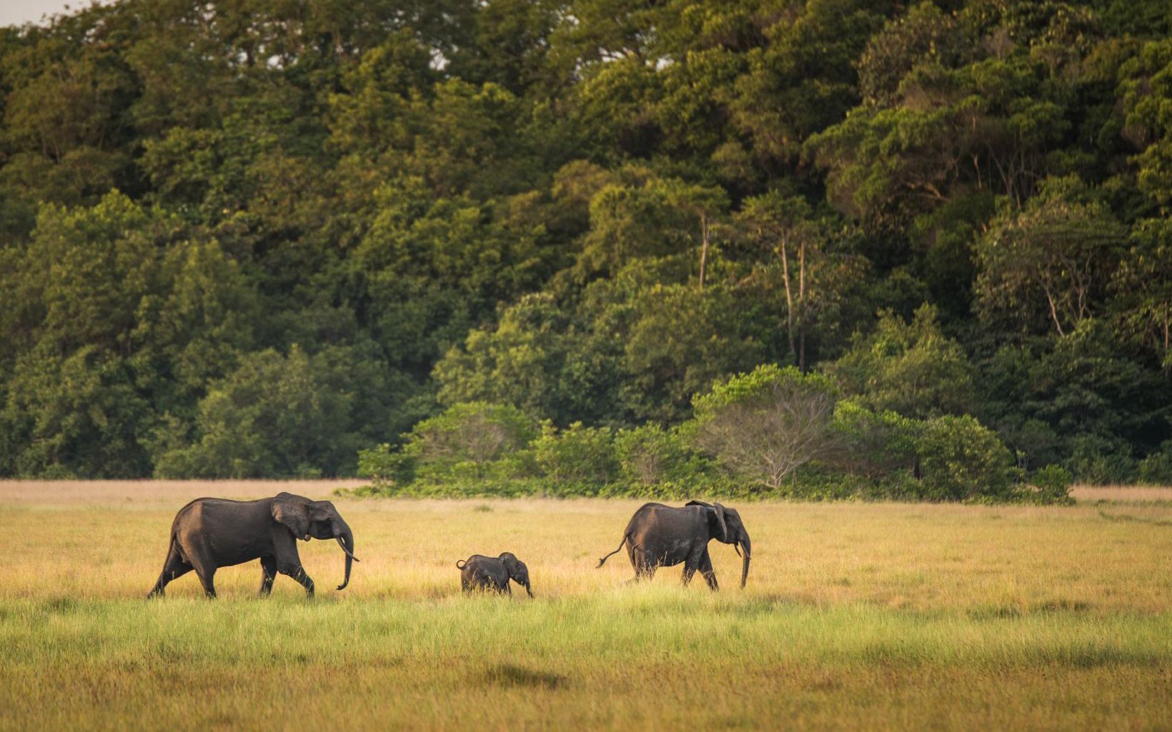 Forest elephants sighting in Loango National Park.
