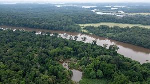 aerial of a river of brown sediment-filled water weaving a rich green forest canopy.