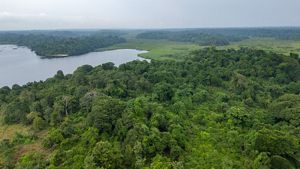 An aerial view features a misty day among dense forests and still waters.