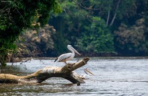 A white pelican stands on a tree branch jutting out of a river, while another pelican sits in the water nearby.