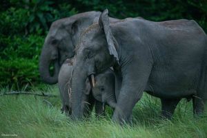 A young African elephant snuggles up to its mother while another adult elephant stands in the background.
