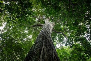 An image features an upward view of a tree trunk, covered with bare vines, looking up into the canopy.